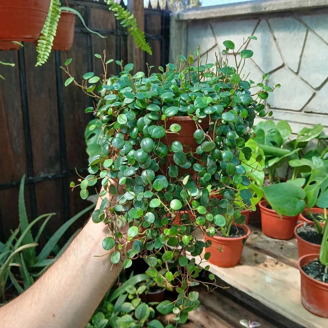 网购植物避坑指南：优选本地花市，查看苗情图防踩雷