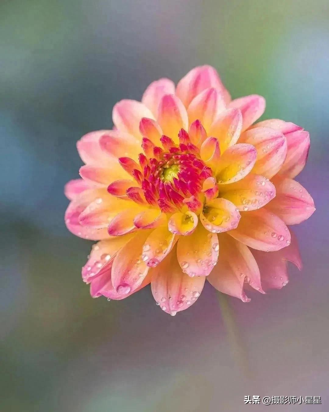 摄影师小星星带你探秘手机拍花必用的大光圈模式
