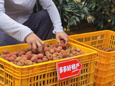 “多多好特产”深入海南万宁荔枝产区