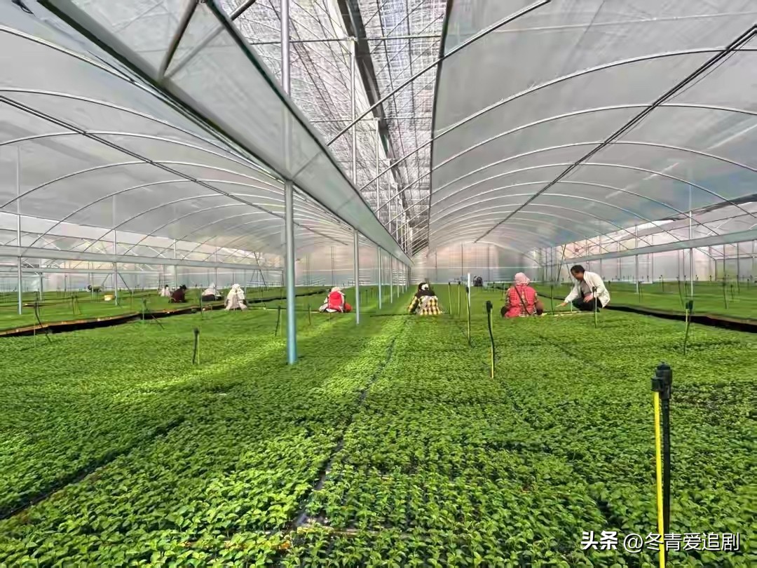 农村 电商 商机