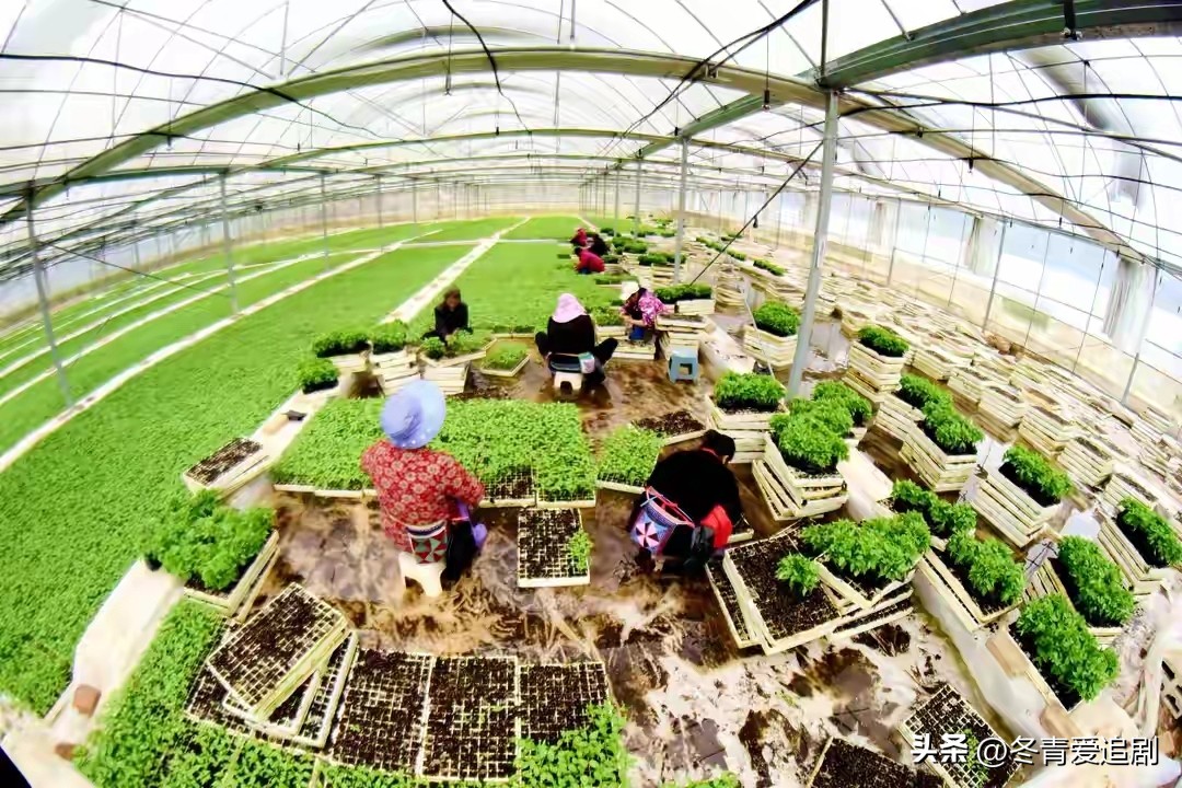 农村 电商 商机