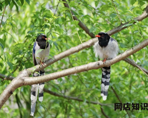 抖音本地商家运营师怎么加入 要多少保证金