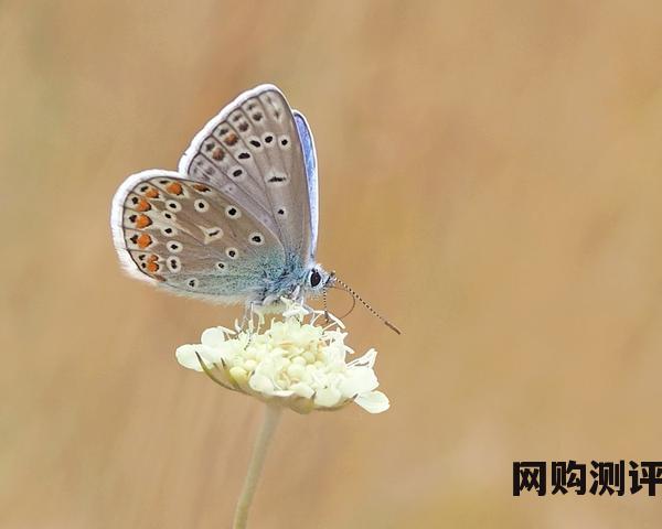 老年人网购消费排名第一是手机什么型号？为大家分享3款