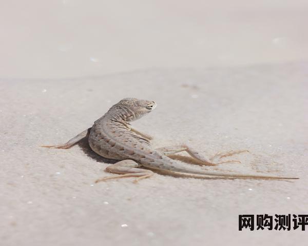2023年冰箱品牌排名前十名 冰箱买哪个品牌质量好