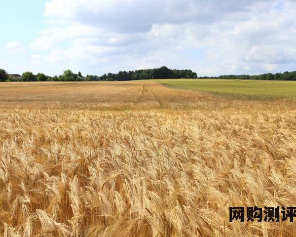 同城交易平台哪个好用 2023年二手交易平台排行榜