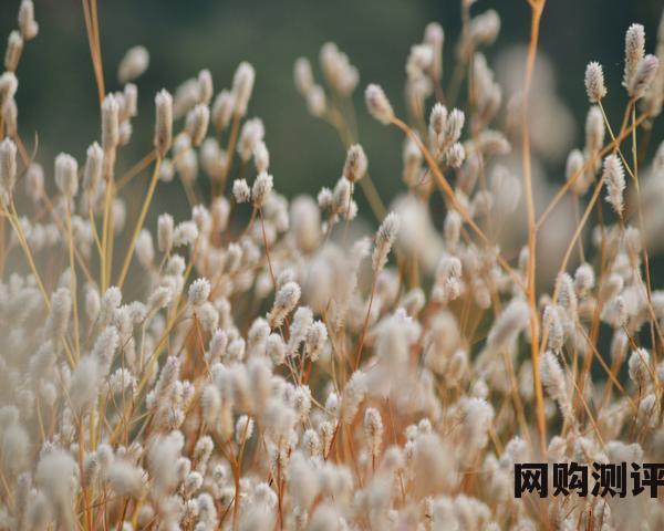 2023年燕窝品牌十大排名 哪个牌子的燕窝值得买 2023年燕窝品牌十大排名 哪个牌子的燕窝值得买