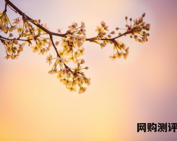 2023年世界沙发十大品牌排名