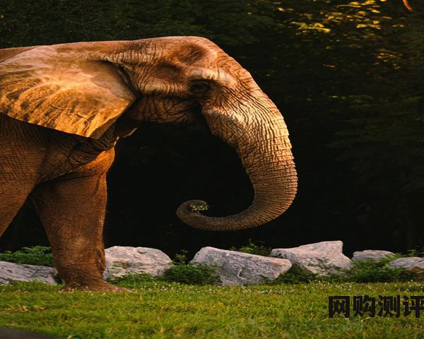 4000元的手机性能哪个好?手机测评排行榜最新2003 4000元的手机性能哪个好?手机测评排行榜最新2003
