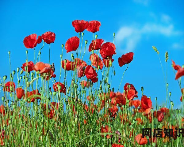 淘宝特价机票预定 如何购买特价机票