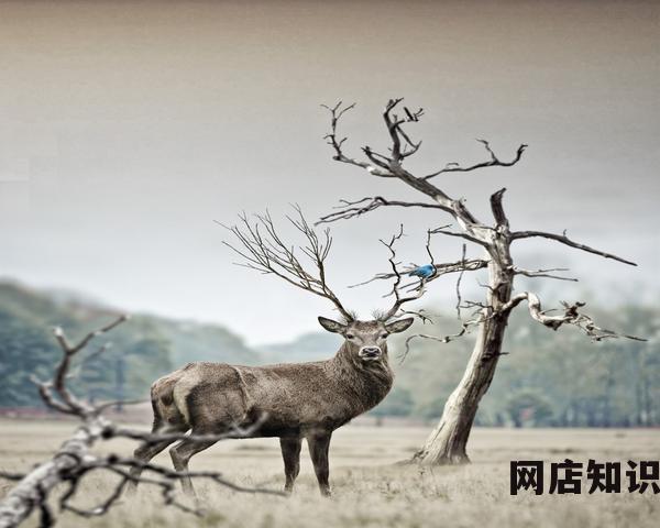 抖音电商供应链云仓是干什么的 优化物流体验助力商家降本增效