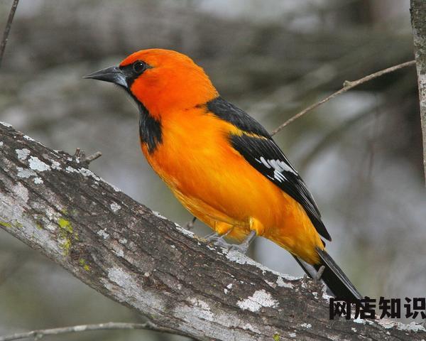 2023电商新玩法?京东618已于5月23日晚8点开启预售,淘宝天猫618活动则从5月26日晚8点开启预售 2023电商新玩法?京东618已于5月23日晚8点开启预售,淘宝天猫618活动则从5月26日晚8点开启预售