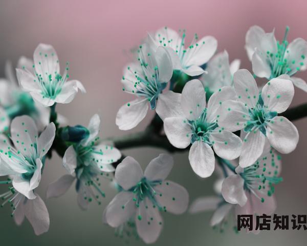 抖音小店是什么？如何申请店铺入驻？招商规则需掌握