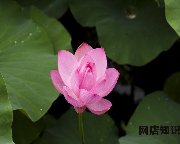 中国跨境电商企业已经进入“布局全球”的关键时期