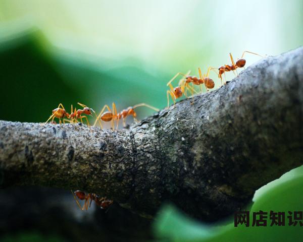 淘宝运营是做什么的 淘宝运营的具体工作是什么 淘宝运营是做什么的 淘宝运营的具体工作是什么