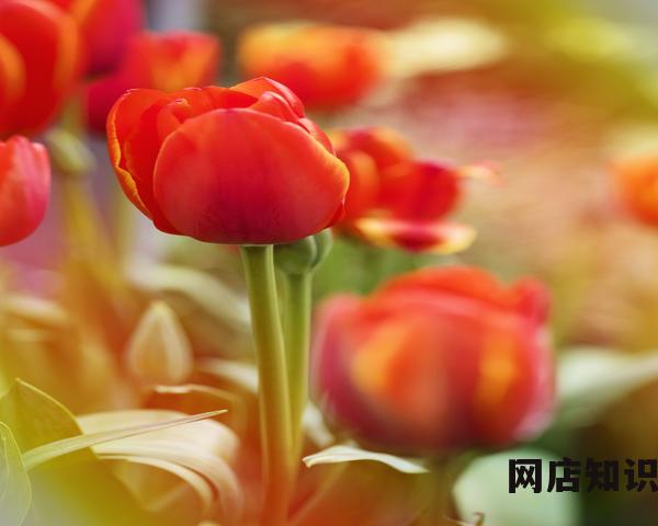 2023年怎么开跨境电商网店 六步教你轻松做跨境电商