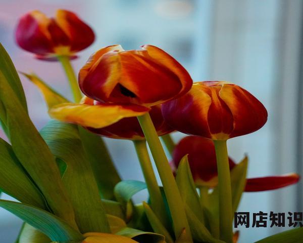 2023拼多多运营的十大运营规律