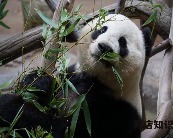 2023年淘宝店铺代运营要多少钱一个月 淘宝代运营公司收费标准 2023年淘宝店铺代运营要多少钱一个月 淘宝代运营公司收费标准