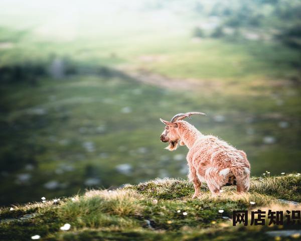 淘宝双11活动什么时候开始（关于淘宝具体活动时间）