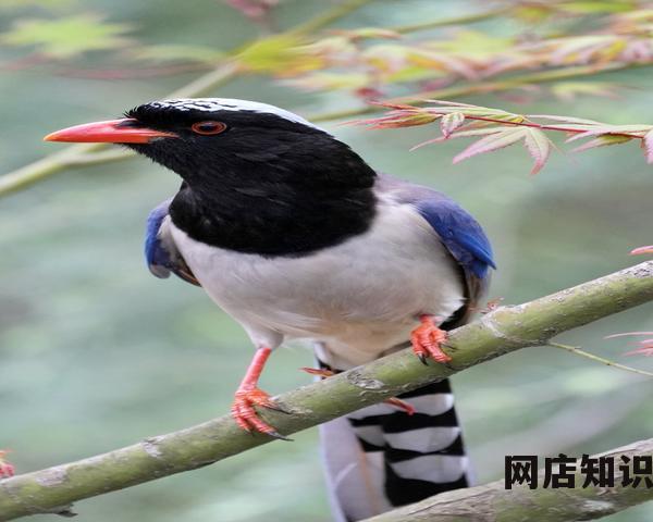 阿里巴巴国际站年费多少钱一年(阿里外贸平台收费标准) 阿里巴巴国际站年费多少钱一年(阿里外贸平台收费标准)