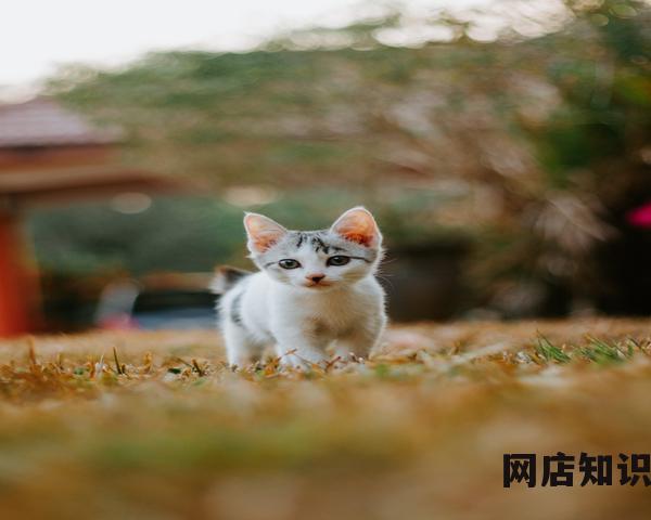 出售app软件的平台有哪些(app转让交易平台推荐) 出售app软件的平台有哪些(app转让交易平台推荐)