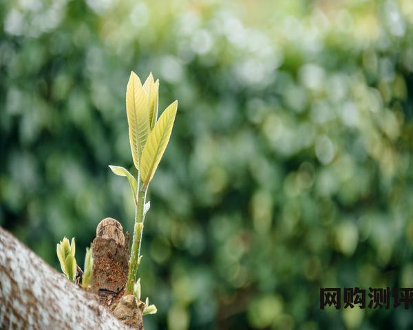笔记本电脑cpu排名 笔记本CPU天梯图2023年8月最新排行榜 笔记本电脑cpu排名 笔记本CPU天梯图2023年8月最新排行榜