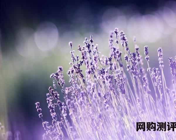 2023年洗碗机品牌十大排行榜 洗碗机排行榜前十名
