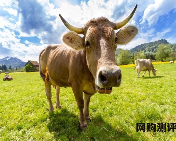 奶粉全国十大品牌排名 2023年7月京东奶粉行业品牌销售排行榜