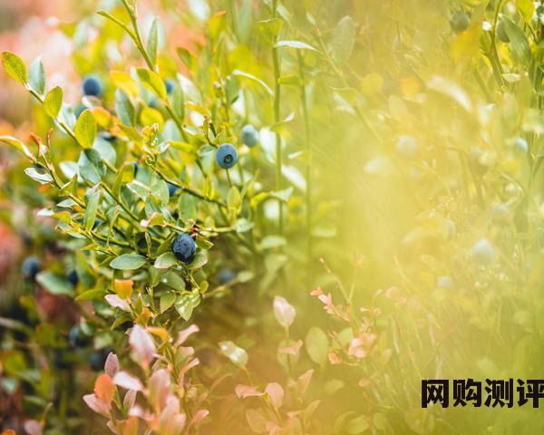 石家庄蔬菜价格每日菜价 2023年9月13日