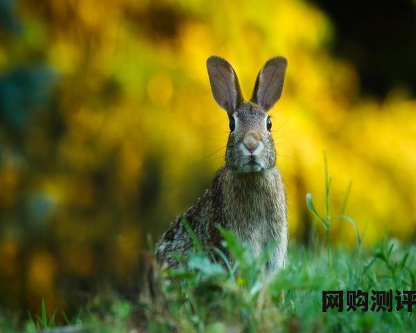 帽子有什么品牌好（世界十大品牌帽子排名）