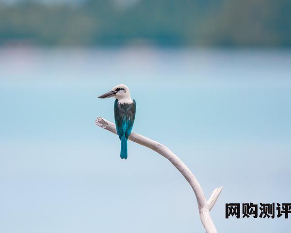 日本电商平台大全（十大购物网站排名）