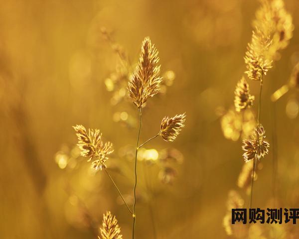 网络电视机顶盒排名前十名 2023年最新电视盒子性能排行榜