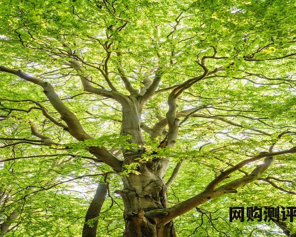 2023年轮胎品牌排名 汽车轮胎排行榜 2023年轮胎品牌排名 汽车轮胎排行榜