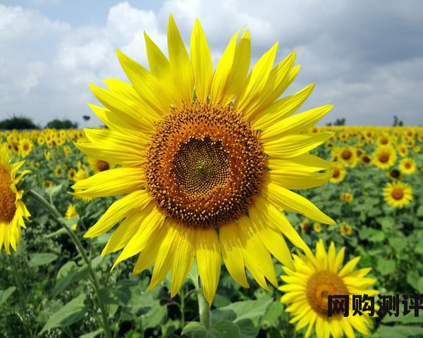 国际冰箱十大排名品牌 前10名家用冰箱品牌