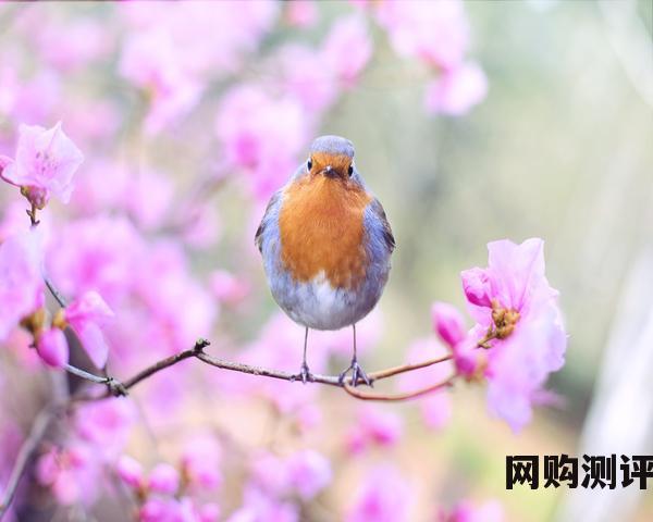 2023年品牌女装排名前十名 国产女装十大品牌排行榜 2023年品牌女装排名前十名 国产女装十大品牌排行榜