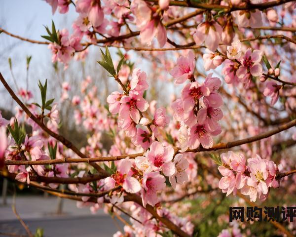 兰芝和兰蔻哪个档次高(bb霜十大排名介绍) 兰芝和兰蔻哪个档次高(bb霜十大排名介绍)