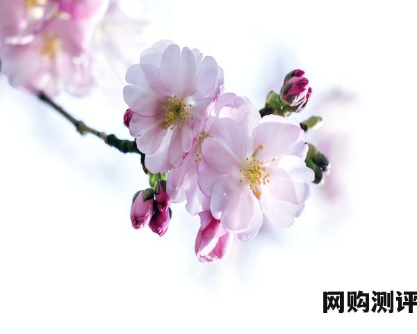移动硬盘排名前十的品牌 雷孜LaCie全新棱镜这个价格值吗