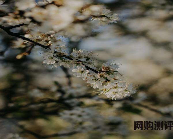 2023年肯德基全家桶多少钱一桶