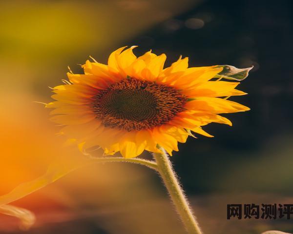 淘宝优惠活动日有哪些（全年促销活动时间表）