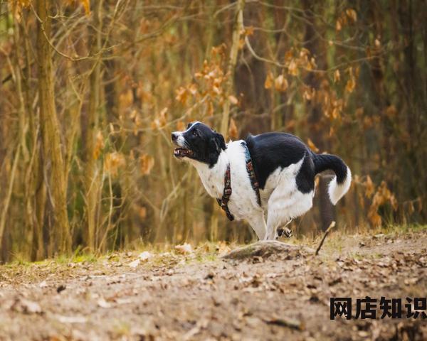 淘宝访问受限怎么办(限制访问的解决教程) 淘宝访问受限怎么办(限制访问的解决教程)
