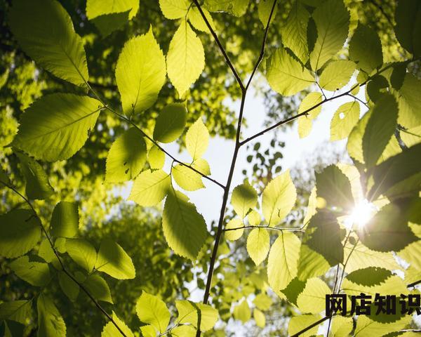 开淘宝店要用什么软件?必备软件有什么? 开淘宝店要用什么软件?必备软件有什么?